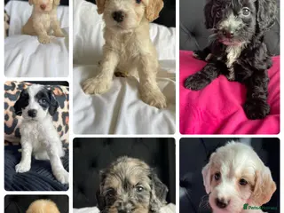 Cockapoo dogs Cockapoo puppies - Advert 3