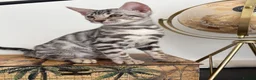 Bengal cats for sale: 2 TICA Active Bengal BOYS! - Advert 6