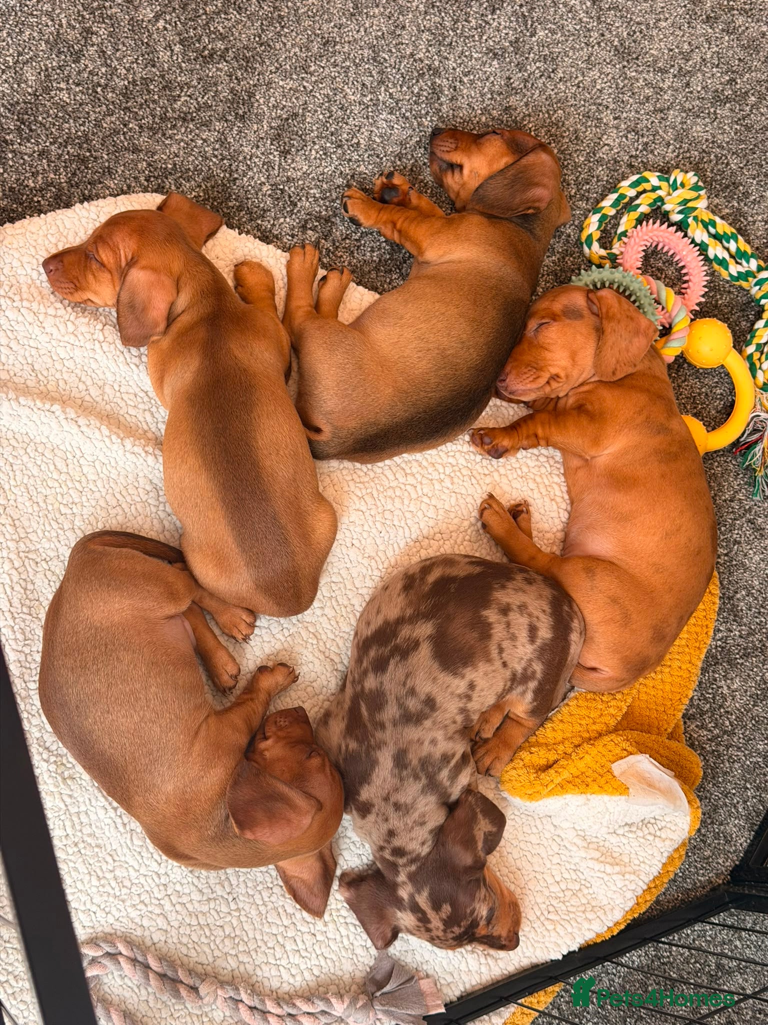 Dachshund dogs Beautiful Mini Dachshund puppies - Advert 4