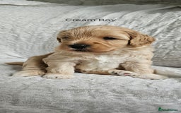 Mini Goldendoodle dogs for sale: Toy Golden Doodles ~ Mini, Loving & Hypoallergenic - Image 20