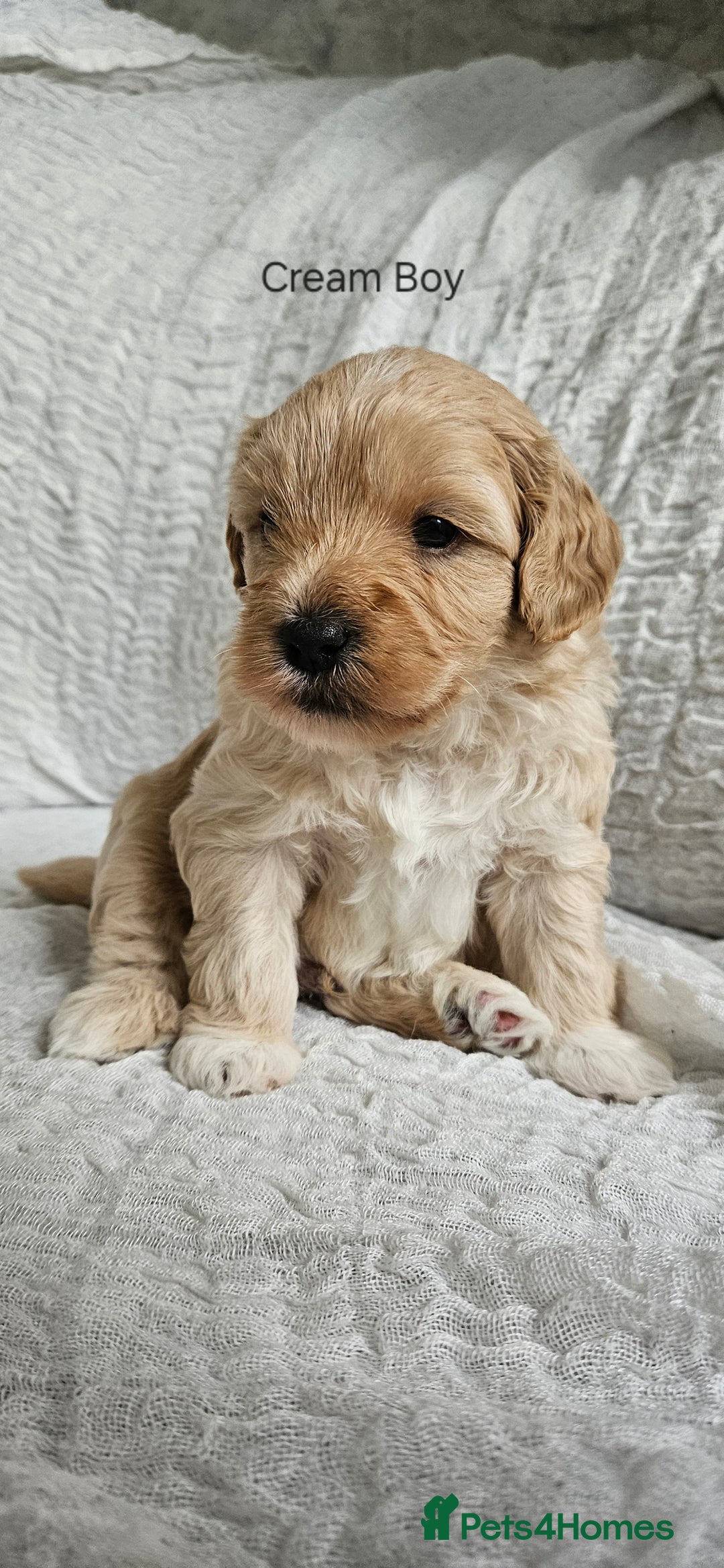 Mini Goldendoodle dogs for sale: Toy Golden Doodles ~ Mini, Loving & Hypoallergenic - Image 20