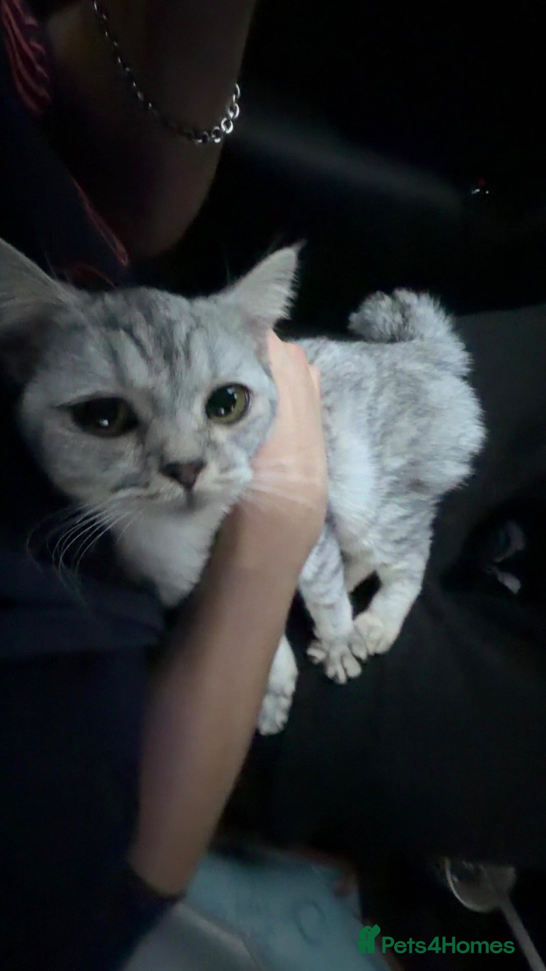 British Shorthair cats Beautiful British Shorthair - Looking for a home - Advert 4