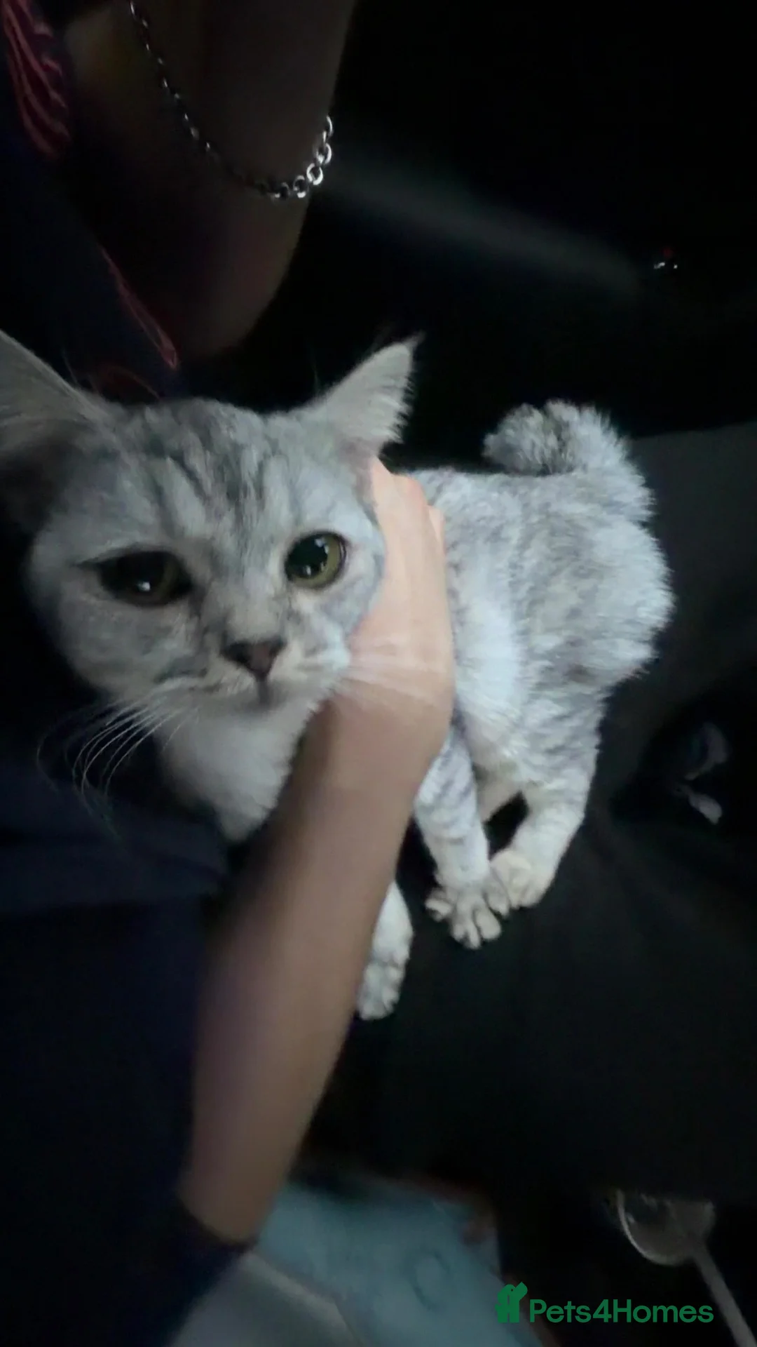 British Shorthair cats for sale: Beautiful British Shorthair - Looking for a home in Canterbury - Advert 1