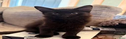 Savannah cats for sale: 🐾💕 **BEAUTIFUL SAVANNAH x SIBERIAN - Advert 1