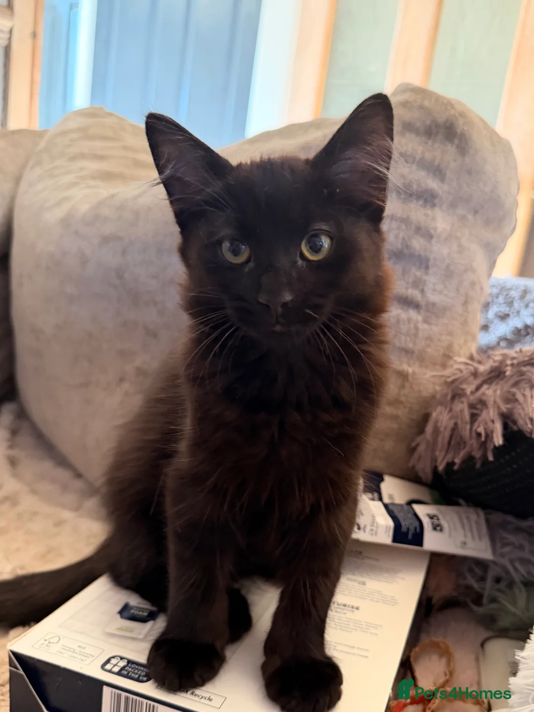 Savannah cats for sale: 🐾💕 **BEAUTIFUL SAVANNAH x SIBERIAN - Advert 1