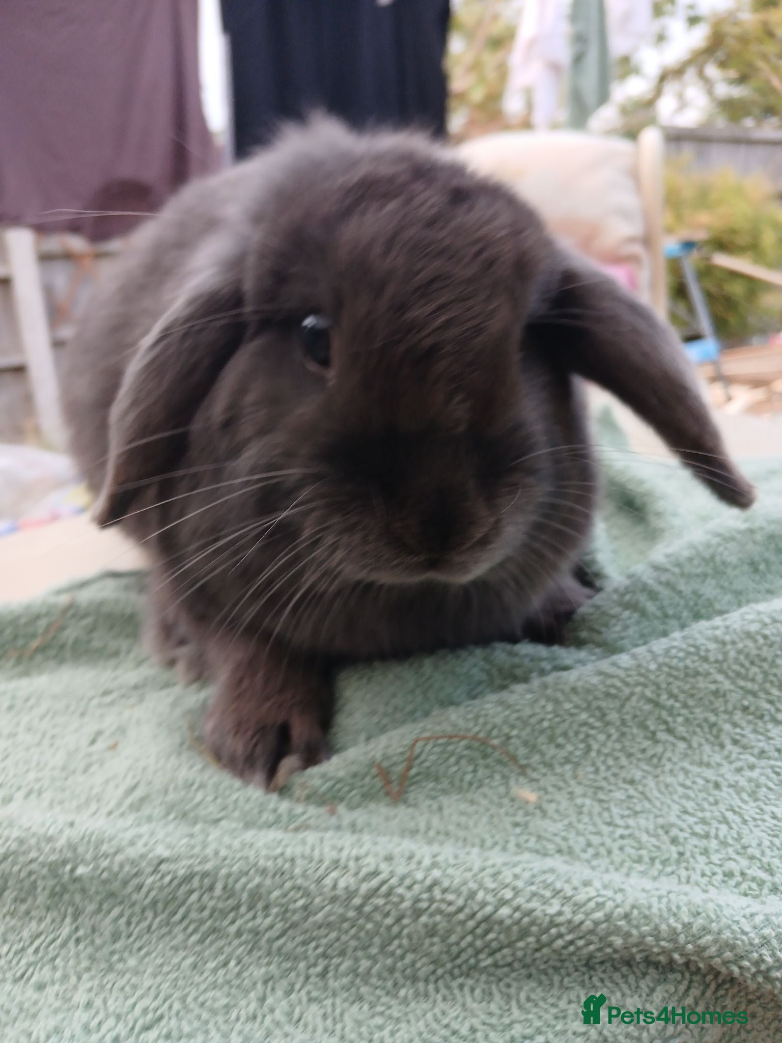 Mini Lop rabbits  beautiful mini lops  - Advert 7