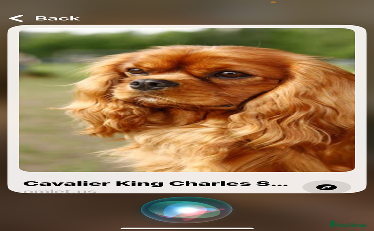 King Charles Spaniel dogs 2 dogs for sale  - Advert 2
