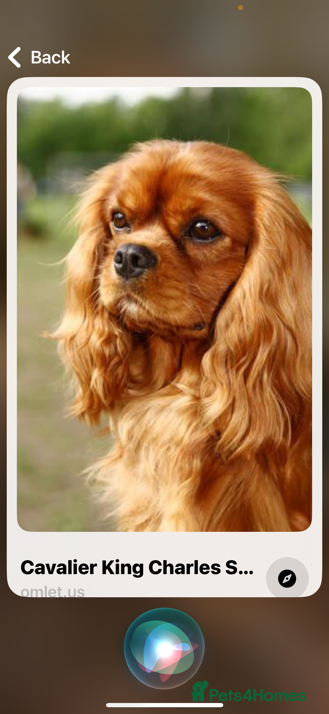 King Charles Spaniel dogs for sale: 2 dogs for sale  - Advert 1