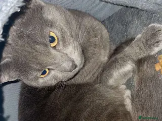 Russian Blue cats Male Blue Russian - Advert 1