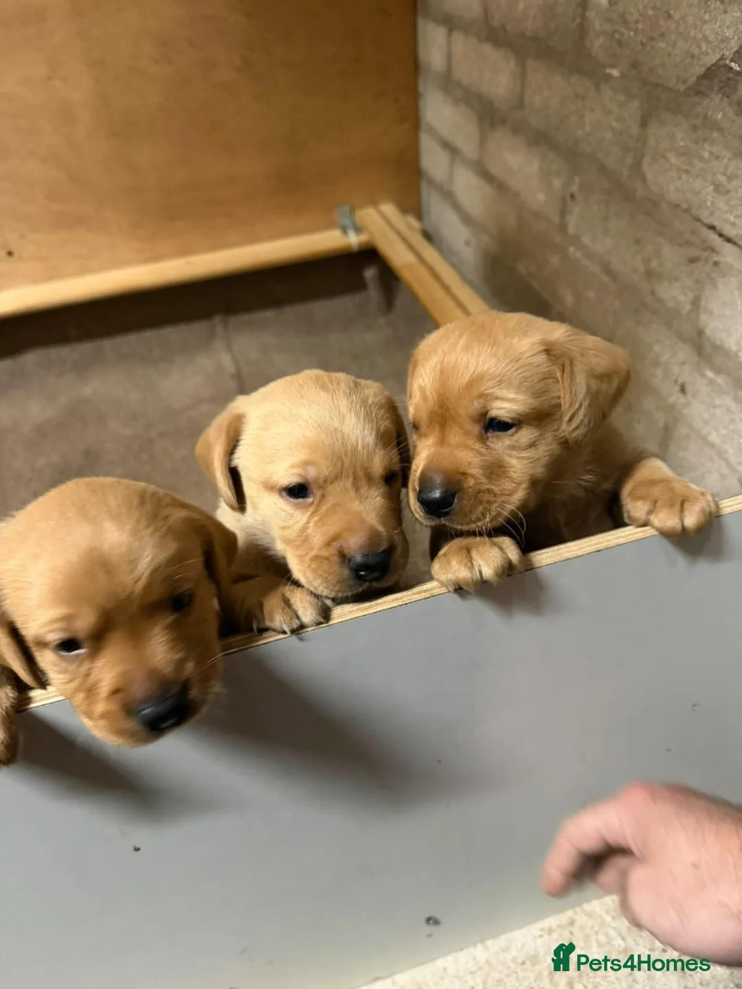 Labrador Retriever dogs for sale: Working labrador puppies  in Seascale - Advert 6