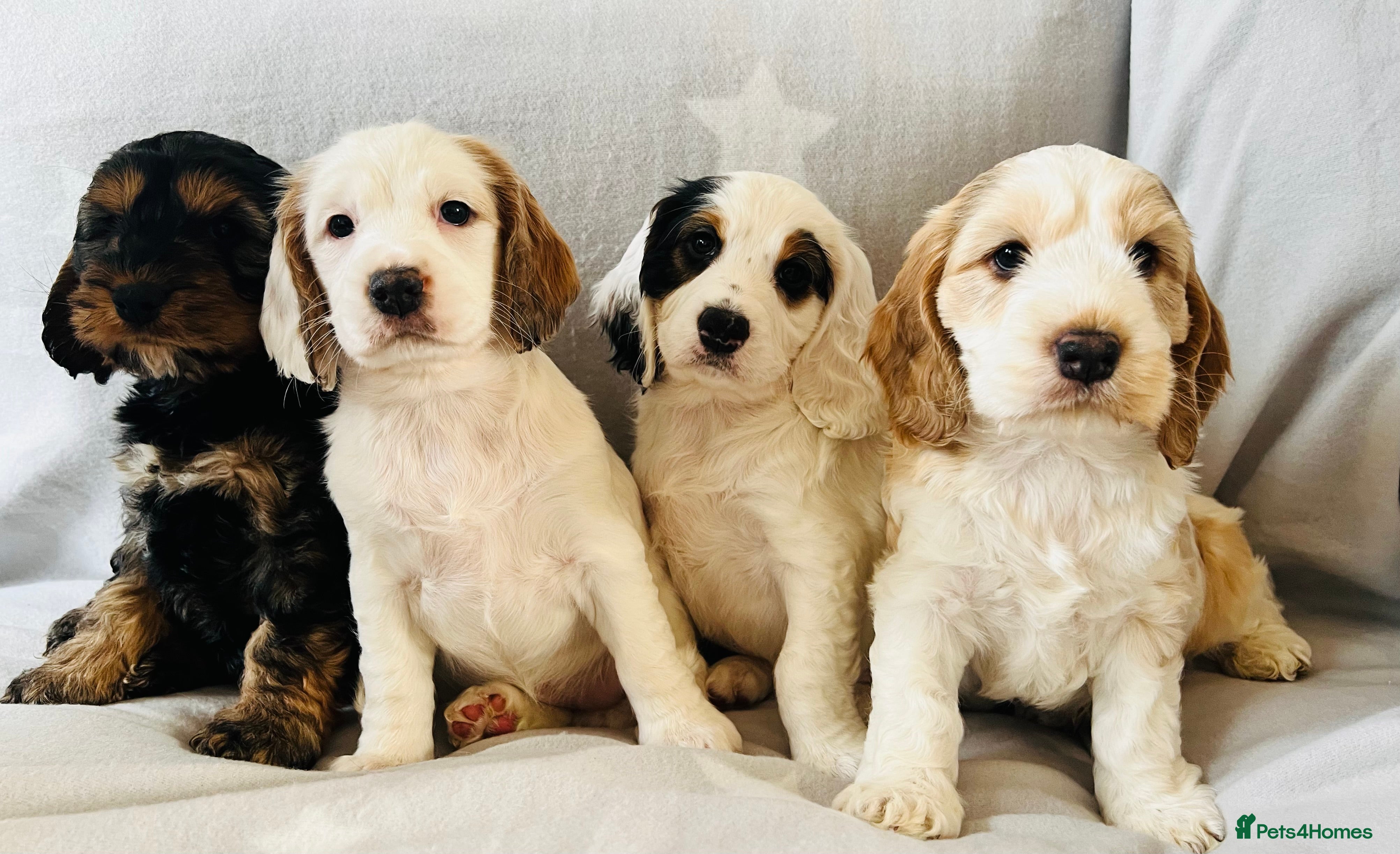 Cockapoo dogs Beautiful F1B cockapoo puppies! - Advert 10