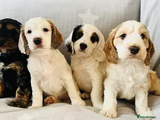 Cockapoo dogs Beautiful F1B cockapoo puppies! - Advert 10