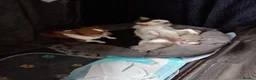 Chihuahua dogs for sale: Chihuahua puppies - Advert 4