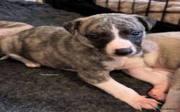 Whippet dogs for sale: Beautiful KC Whippet pups 5 boys - Image 8