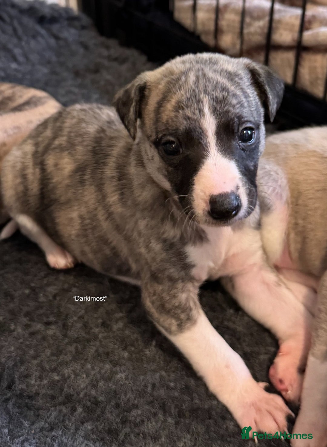 Whippet dogs for sale: Beautiful KC Whippet pups 5 boys - Image 8