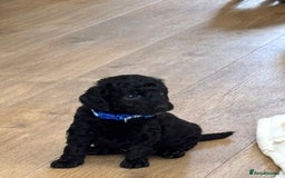 Cockapoo dogs for sale: Beautiful fluffy black cockapoos in Burgess Hill - Image 15