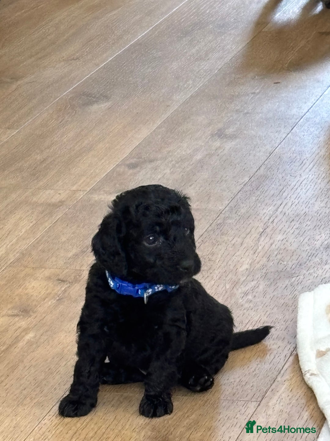 Cockapoo dogs for sale: Beautiful fluffy black cockapoos in Burgess Hill - Image 15
