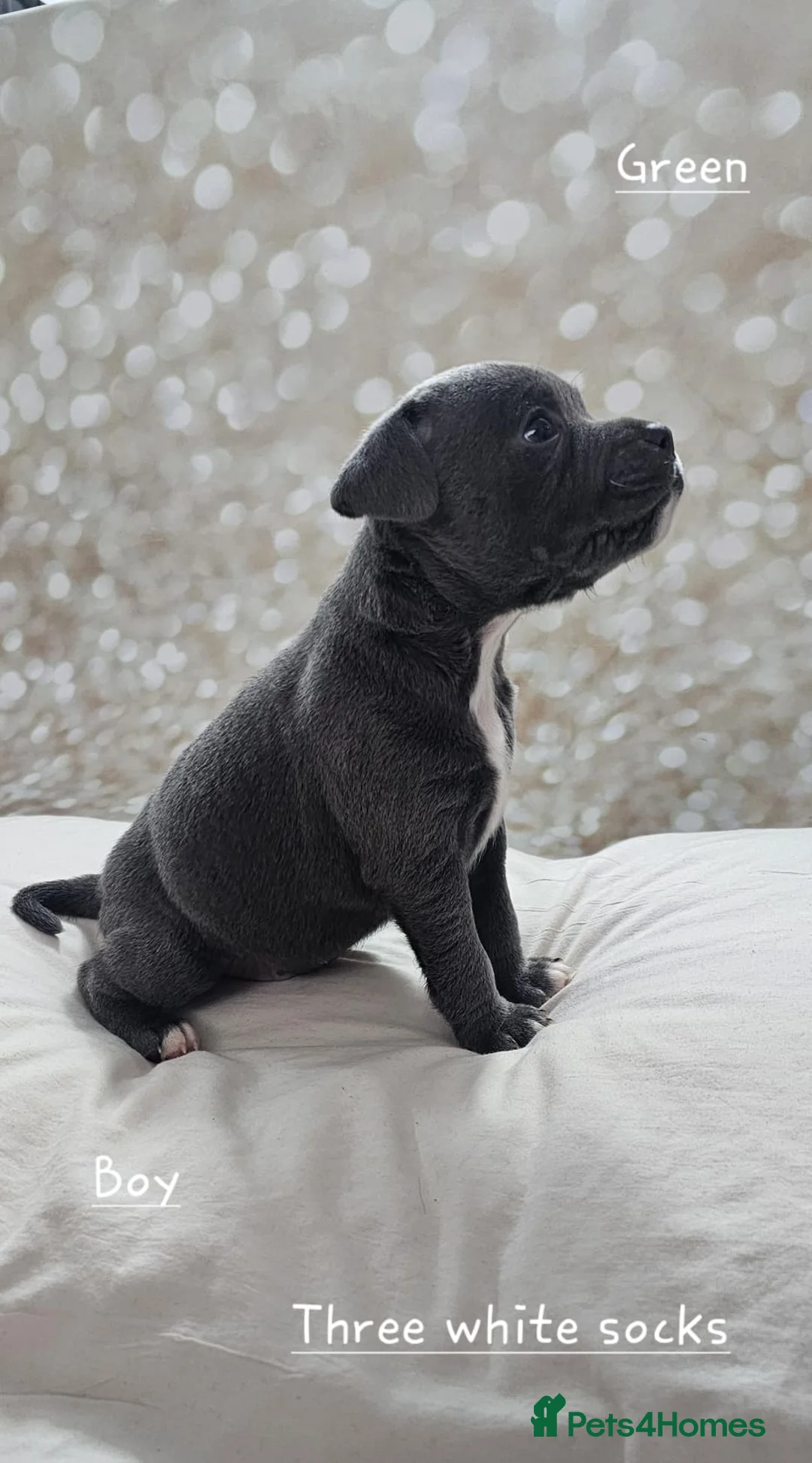 Staffordshire Bull Terrier dogs for stud: Stud  in Godalming - Advert 9