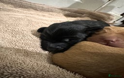 Cockerdor dogs for sale: YorkieCockerDor pups looking for forever homes  - Image 7