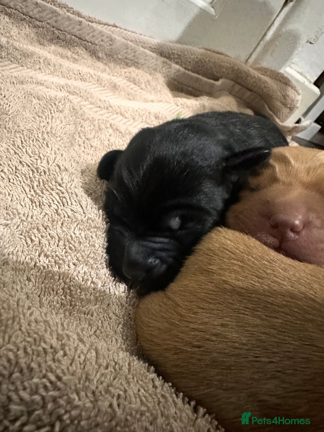 Cockerdor dogs for sale: YorkieCockerDor pups looking for forever homes  - Image 7