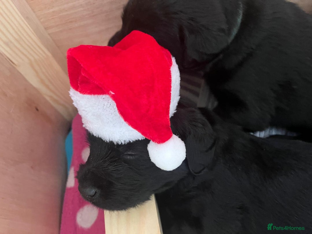 Mixed Breed dogs for sale: Adorable Sheeprador Pups Ready for Forever Homes! - Advert 11