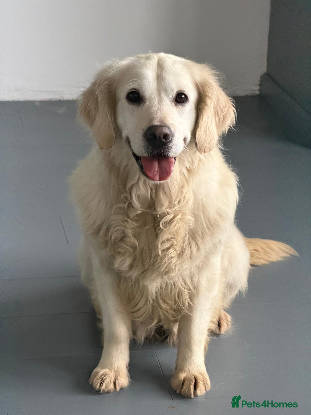 Golden Retriever dogs for sale: Rosie adult golden retriever female for sale  - Advert 2