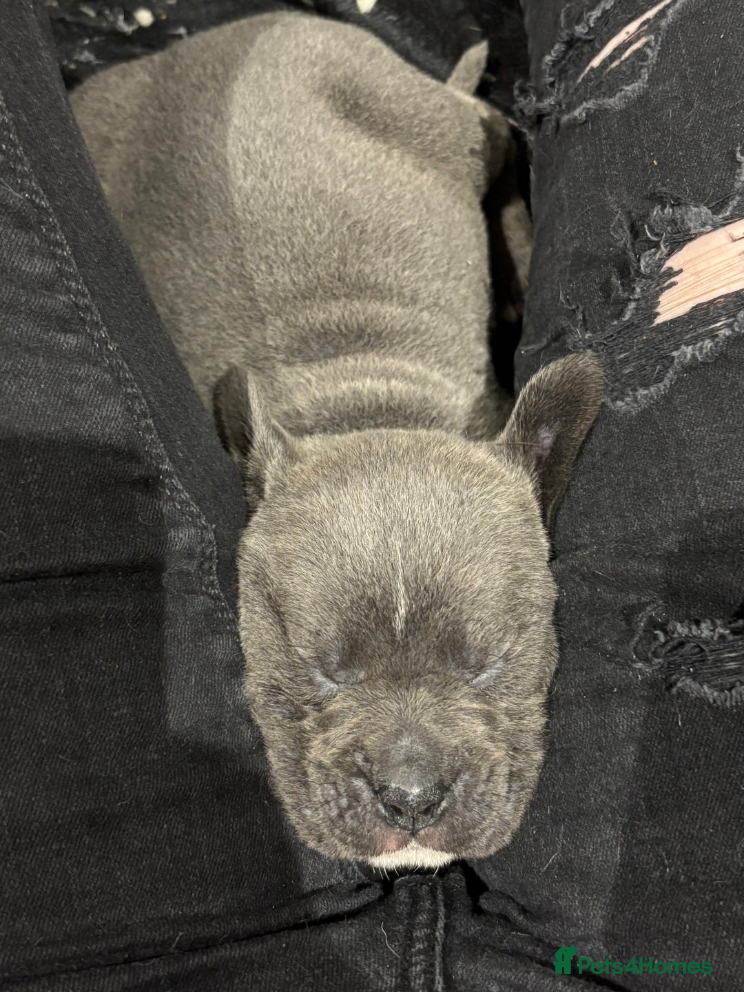 Mixed Breed dogs for sale: canó corso cross british bulldog puppy’s  - Image 4
