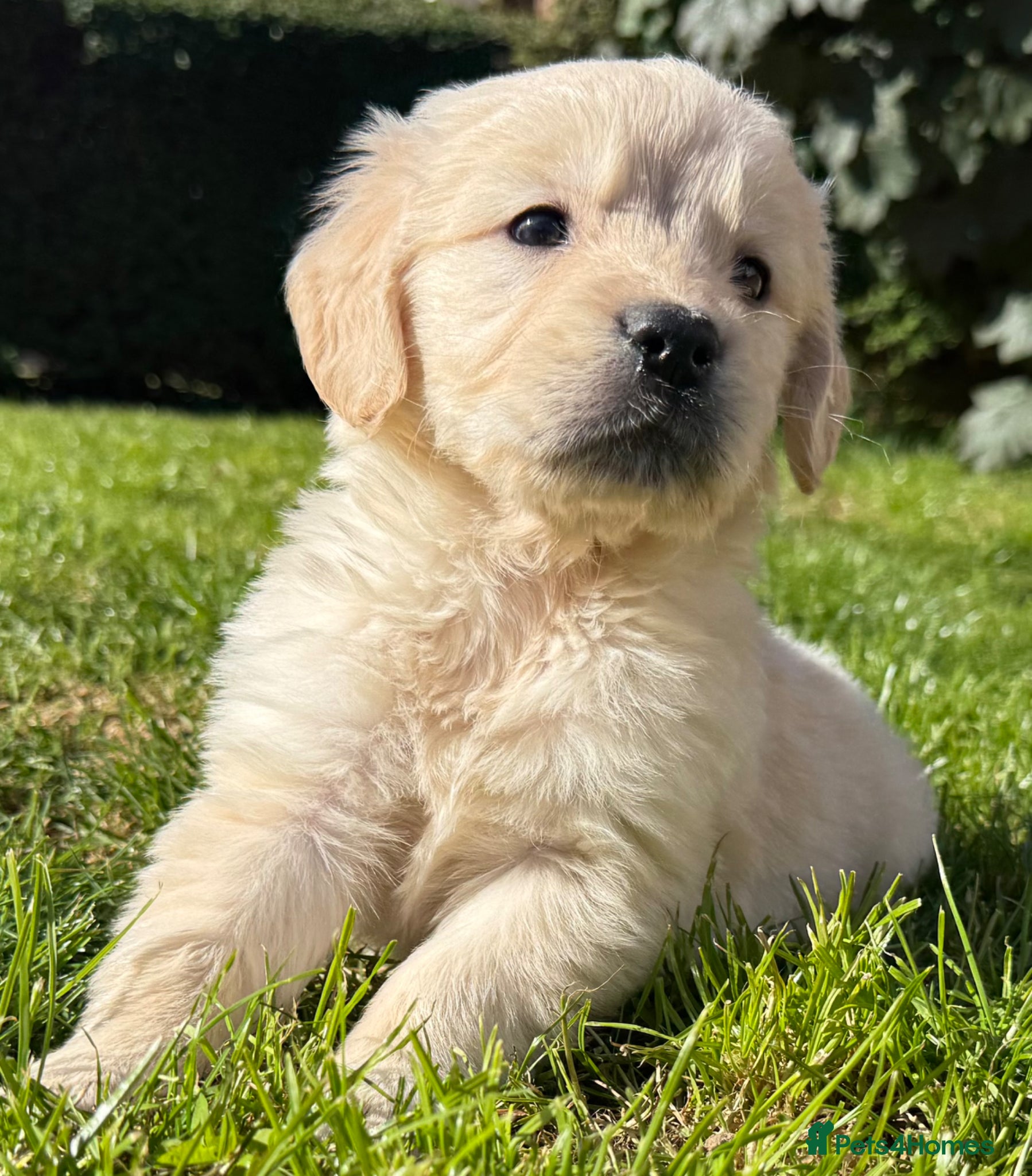 Golden Retriever dogs Beautiful, DNA tested - Golden Retriever Puppies  - Advert 1