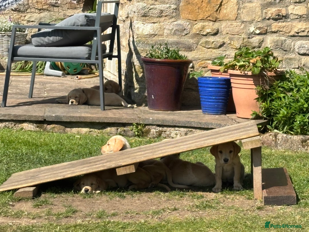 Labrador Retriever dogs for sale: Ready now KC reg Lab pups - health tested parents in Barnard Castle - Image 17