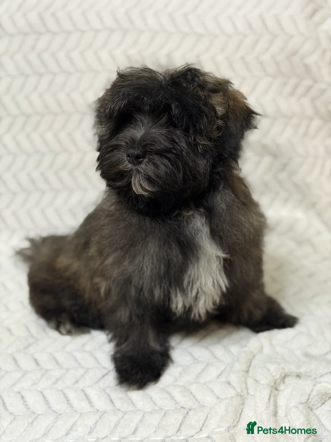 Mixed Breed dogs for sale: 🐾🐾 F1 Bb Maltipoo Puppies Boys and Girls 🐾🐾 - Advert 12