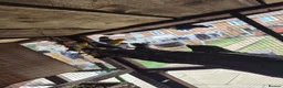 Mixed Breed birds for sale: Birds  - Advert 20