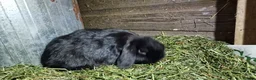 Mini Lop rabbits for sale: Mini lop babies - Advert 5