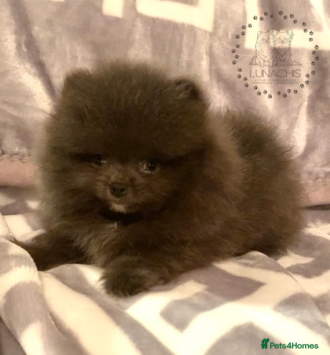 Pomeranian dogs for sale: Stunning Pomeranian puppies - Advert 15