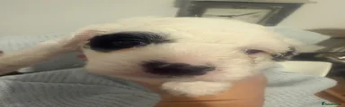 Mixed Breed 2