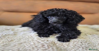 Toy Poodle dogs - Advert 8