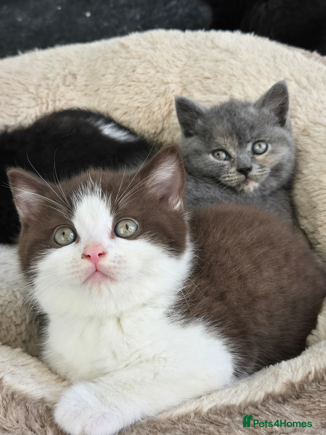 British Shorthair cats for sale: ❤️TICA CHUNKY BABIES❤️ - Advert 19