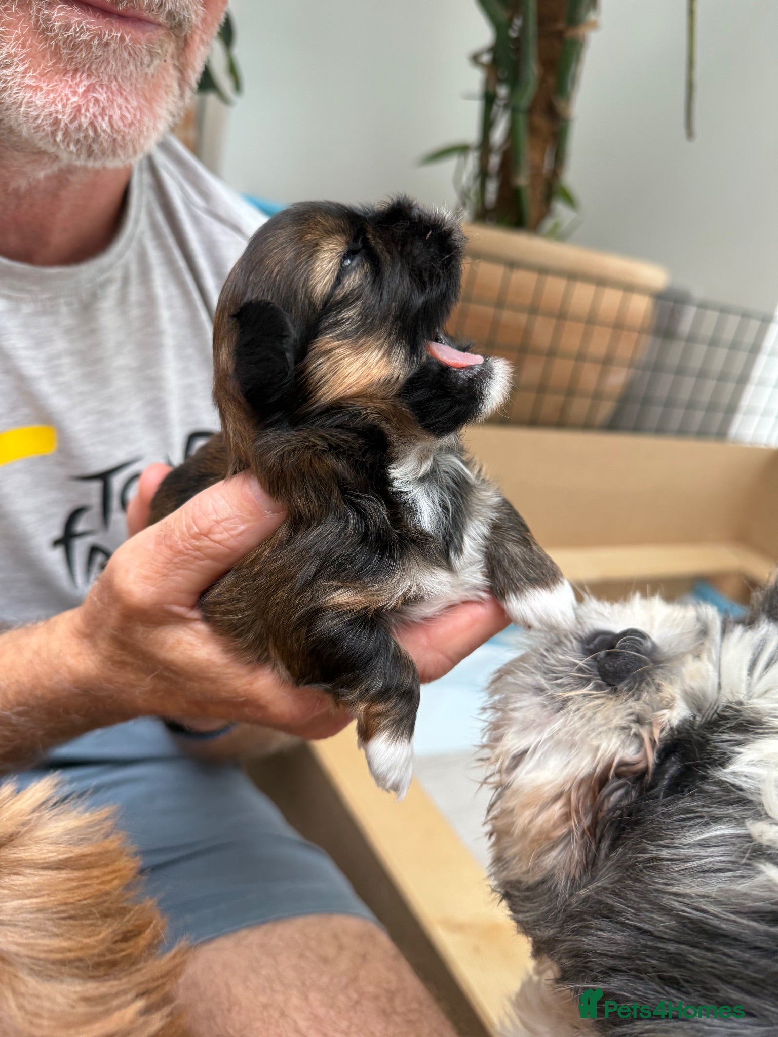 Lhasa Apso dogs Tibetan Lhasa Apso Brindle Puppies - Advert 2