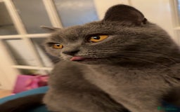 British Shorthair cats for sale: British short hair kittens  - Image 9