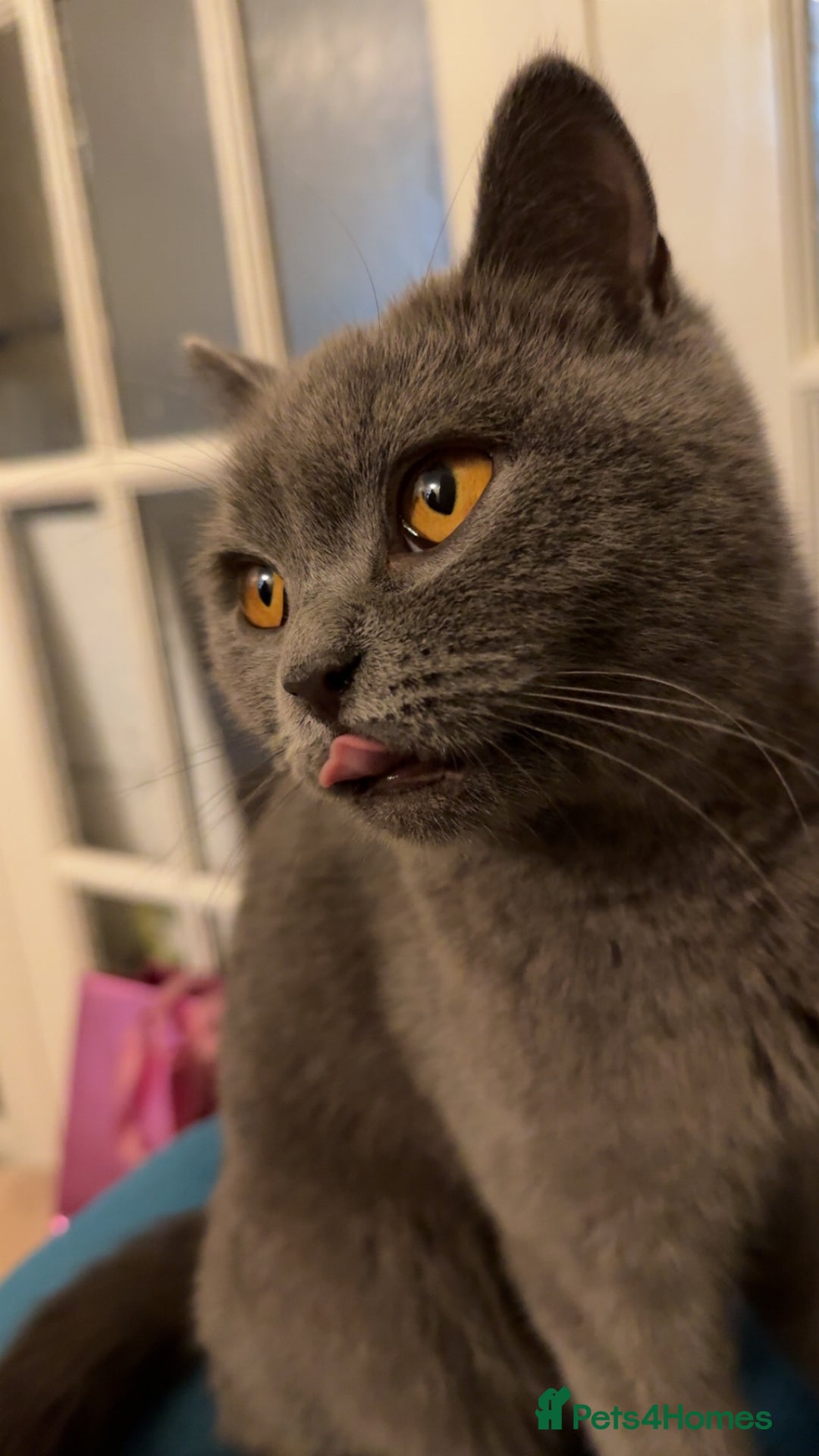 British Shorthair cats for sale: British short hair kittens  - Image 9