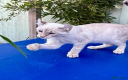 Savannah cats for sale: Superb polydactyl curled eared snow leopard  - Image 5