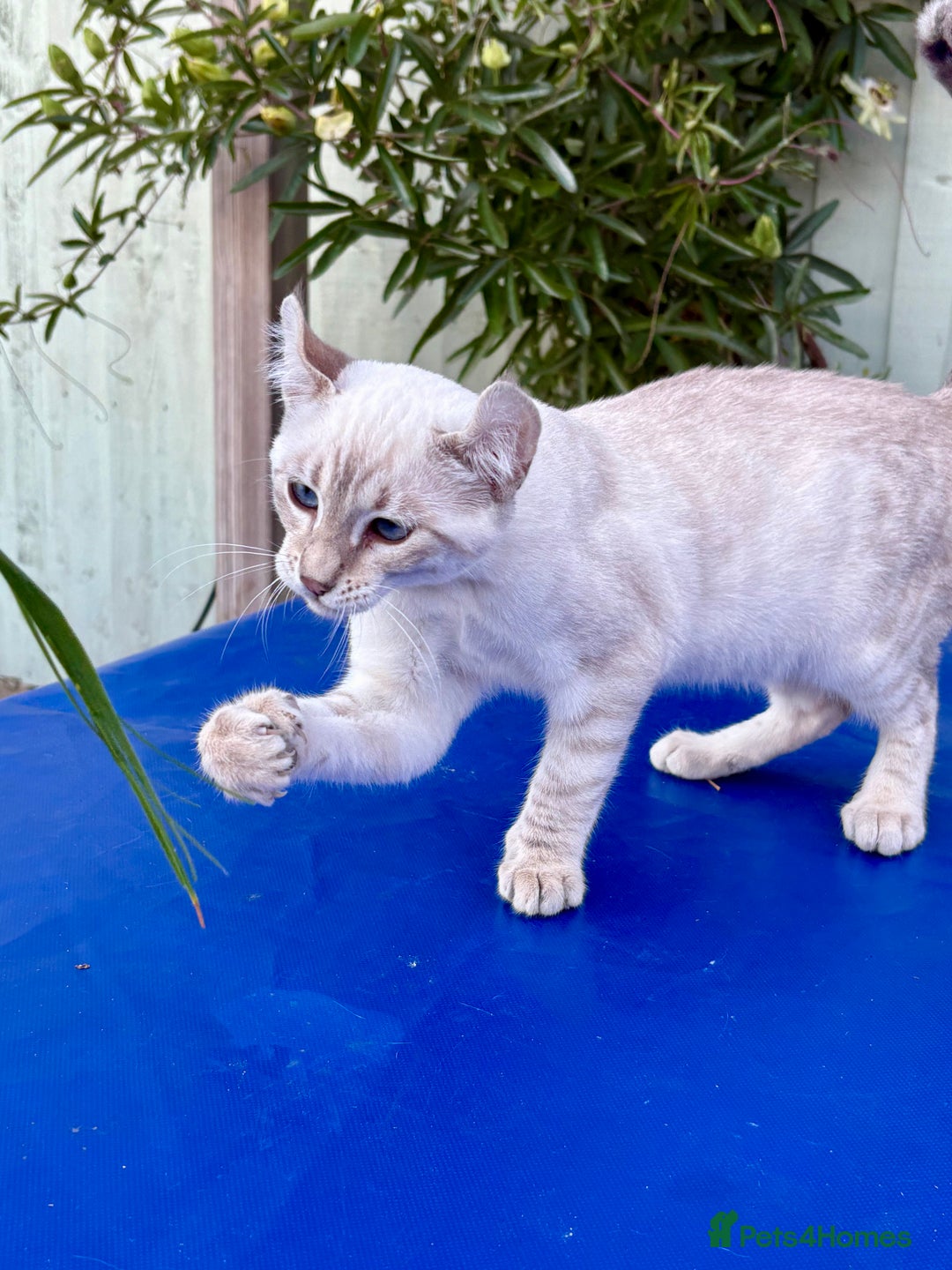 Savannah cats for sale: Superb polydactyl curled eared snow leopard  - Image 5