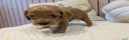 Cavapoo dogs for sale: BEAUTIFUL F1B CAVAPOO PUPPIES  - Advert 33