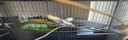 Cockatiels birds for sale: Cockatiel with cage in Nottingham - Advert 3