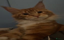 Maine Coon cats for sale: Maine Coon Kittens  - Image 5