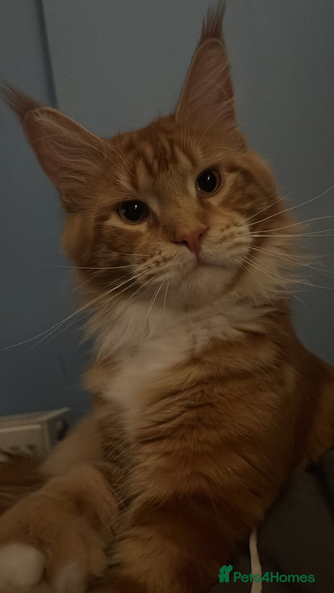 Maine Coon cats for sale: Maine Coon Kittens  - Image 5