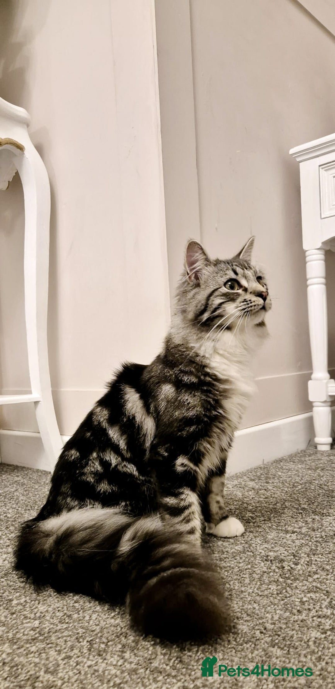 Mixed Breed cats for sale: Stunning Ragdoll x 6 month old kitten - Advert 1