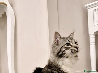 Mixed Breed cats Stunning Ragdoll x 6 month old kitten - Advert 1