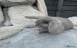 Continental Giant rabbits for sale: Giant french lops - Image 7