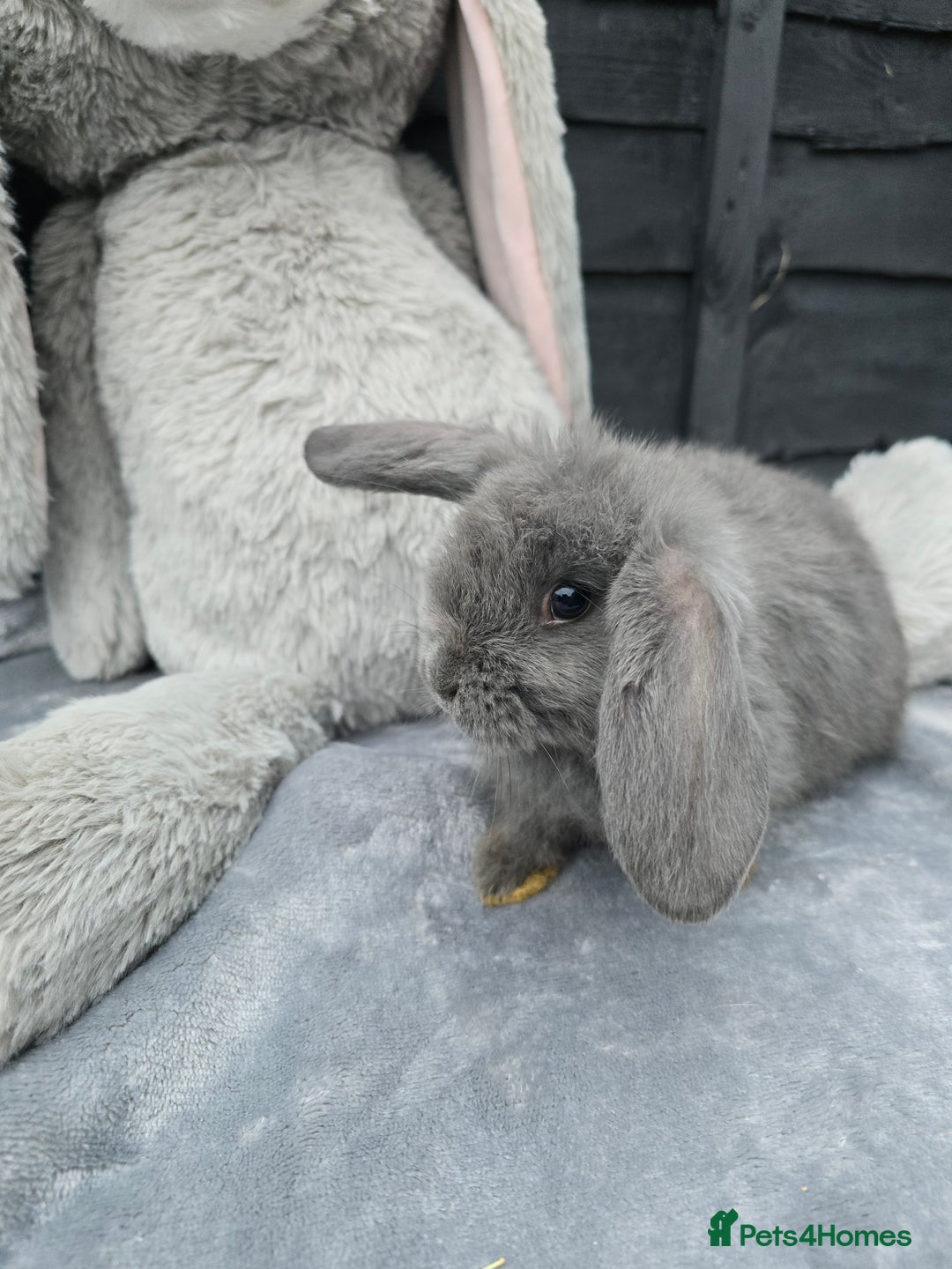 Continental Giant rabbits for sale: Giant french lops - Image 7