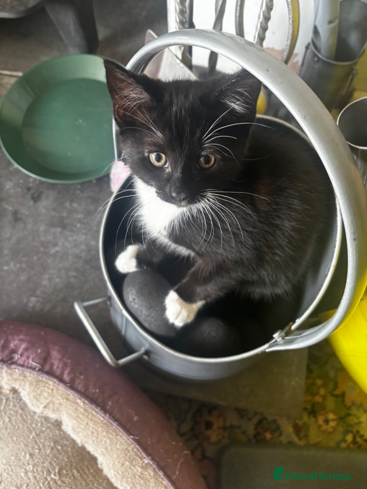 Domestic Shorthair cats Kittens for sale  - Advert 1
